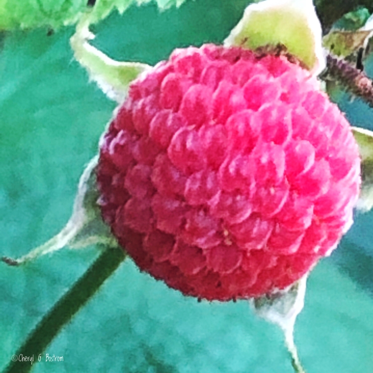 ripe thimbleberry on the stem
