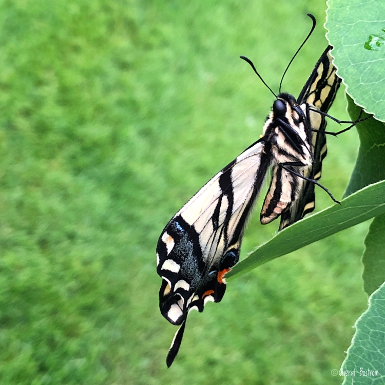 tiger swallowtail butterfly at rest