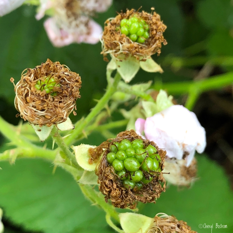 Ripening blackberries resemble green eggs in nest