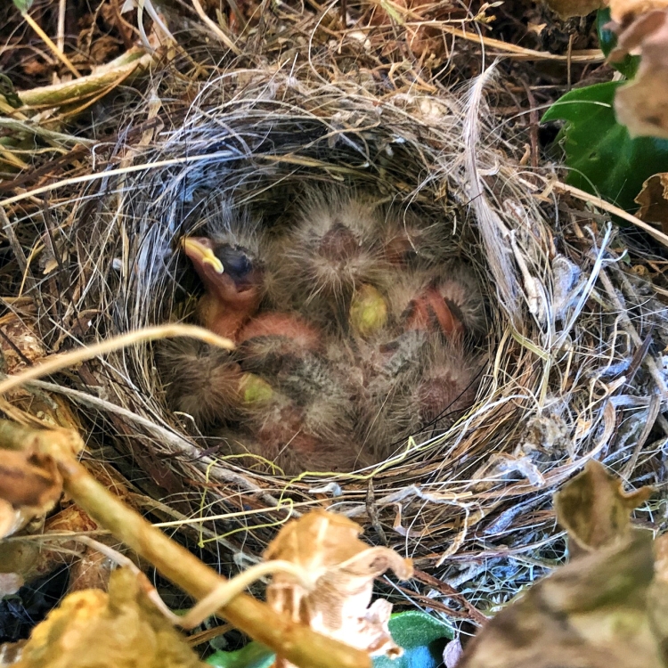 Hatchlings-crowd-ground-nest