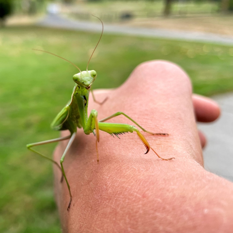 green-mantis-on-boy's-hand